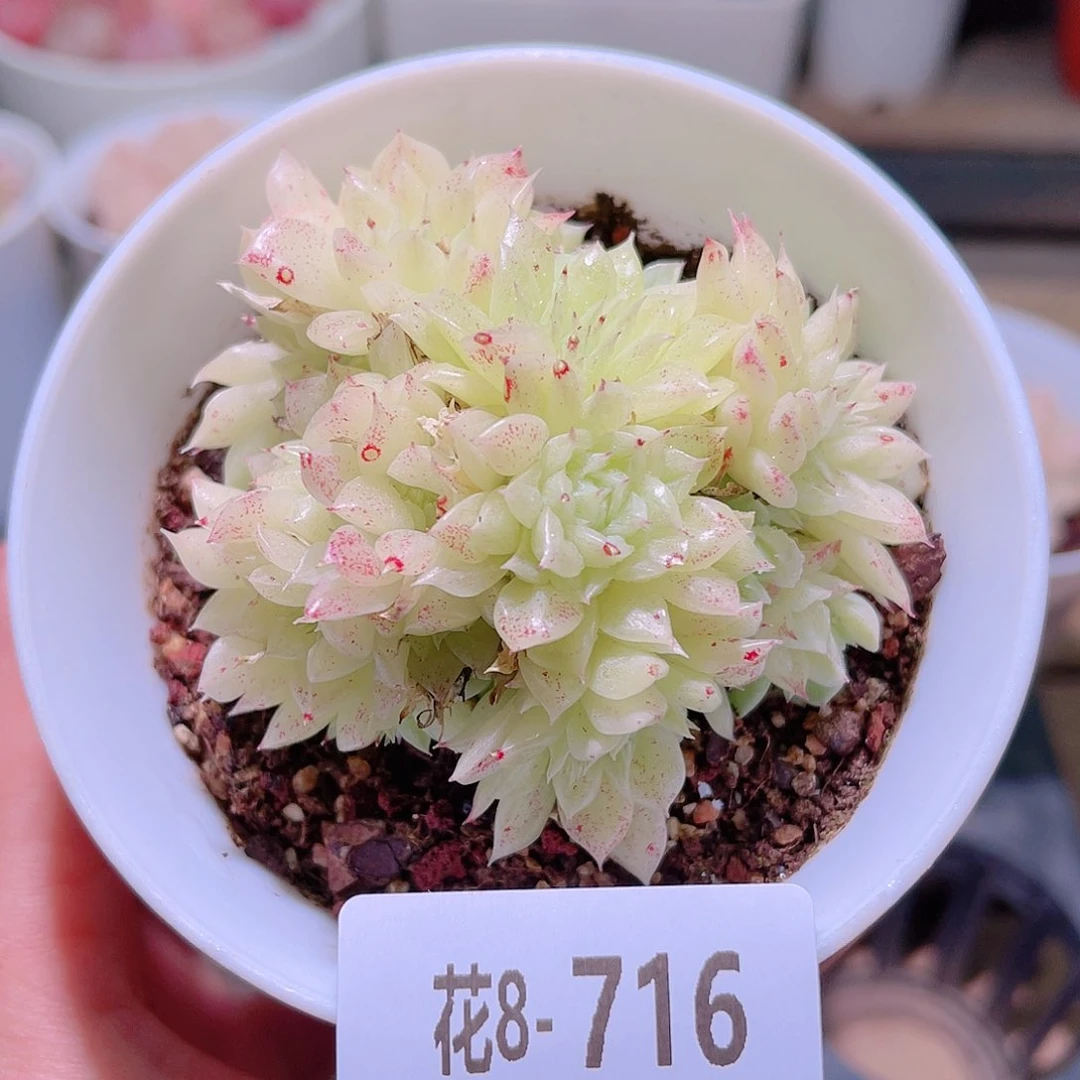 花利美8-716麦秆