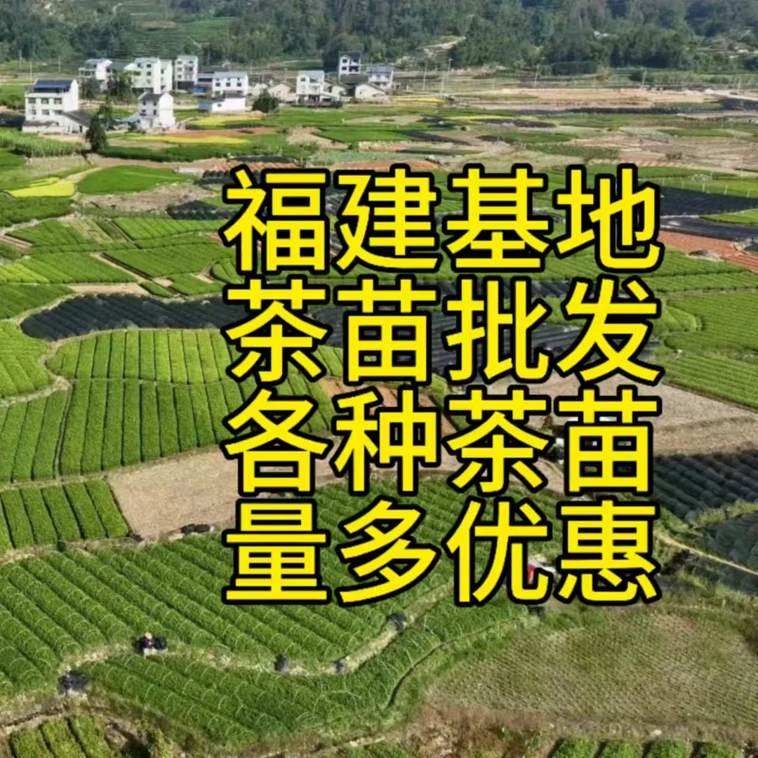 立始安吉白茶台茶龙井金观音金牡丹黄金芽梅占黄玫瑰福安扫帚苗