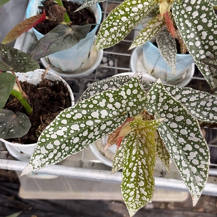 完全开放超白冰秋海棠