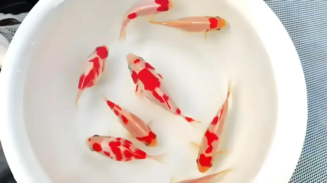 60-69号精品观赏鱼麒麟草金虎皮重墨草金玉鹦鹉全红短尾锦鲤蝴蝶