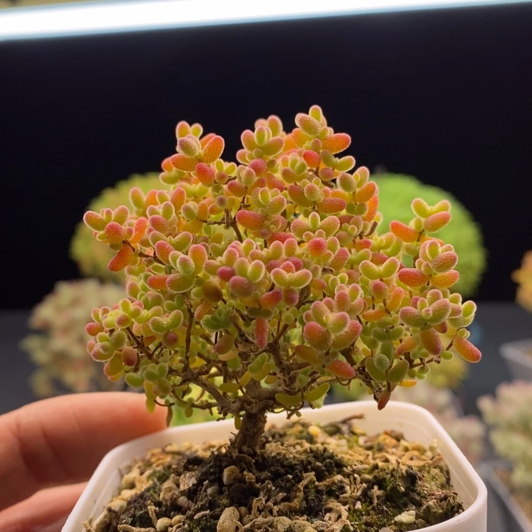 ****191蜜橘糖球。