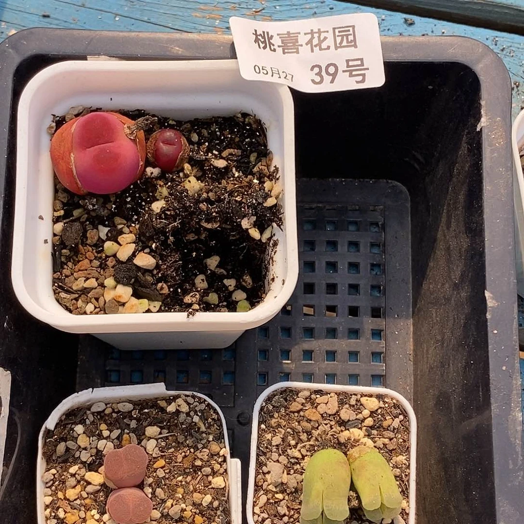 一**?桃喜花园0527/39打包3颗