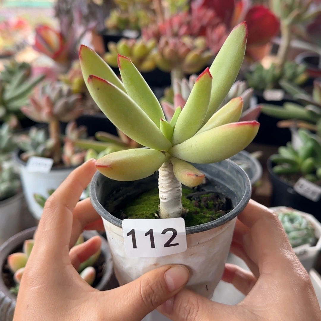 112号 一物一拍 一物一拍