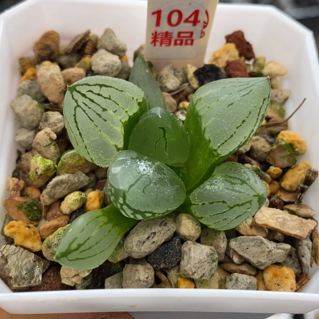 104号虞美人多肉植物