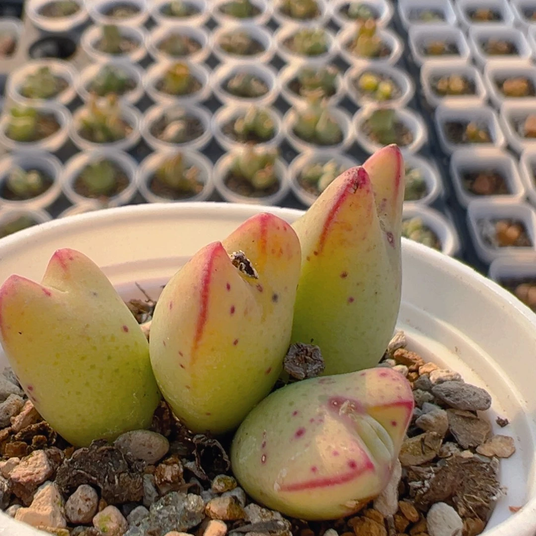 105多肉植物百科知识