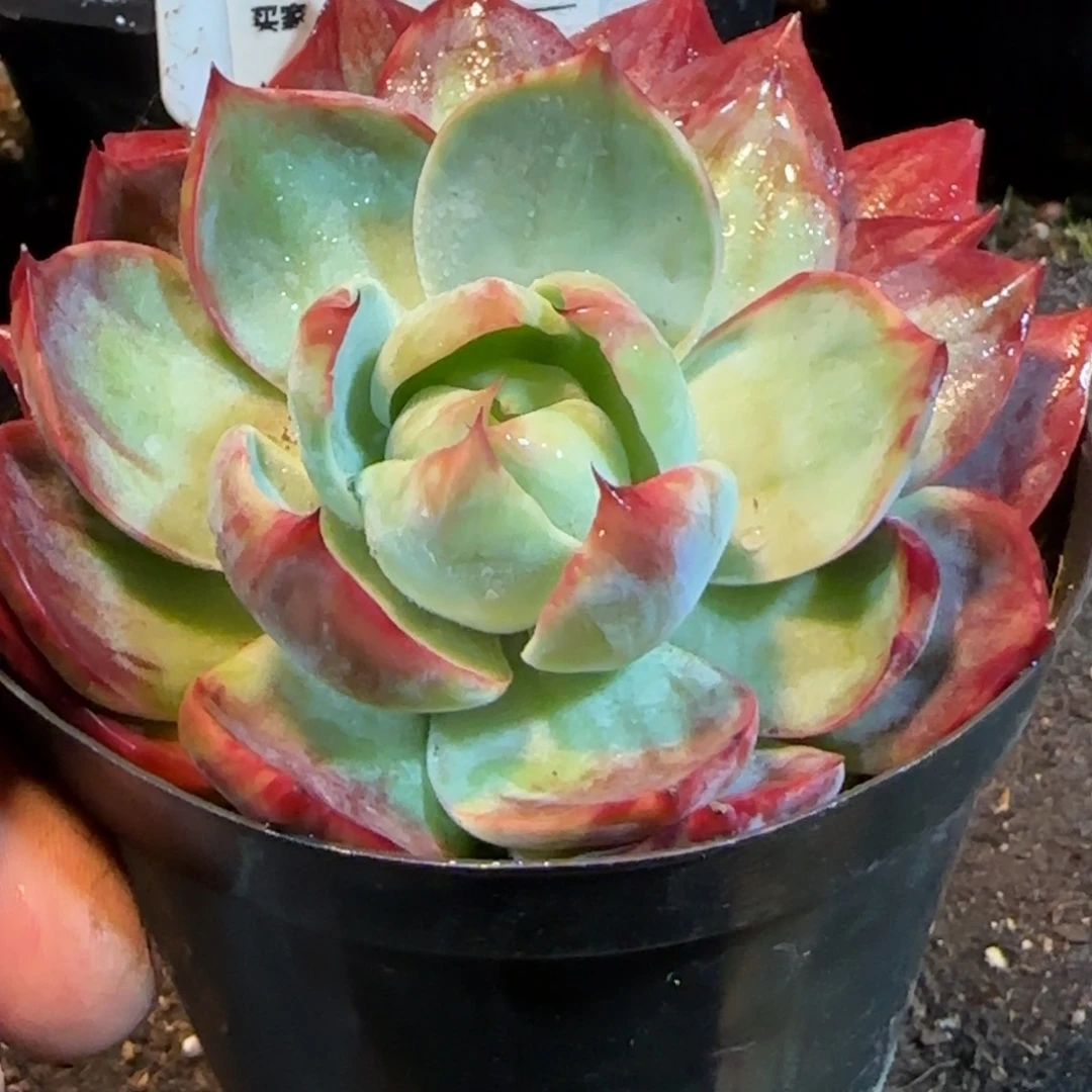 惊鸿一物一拍包装收缩花旱787