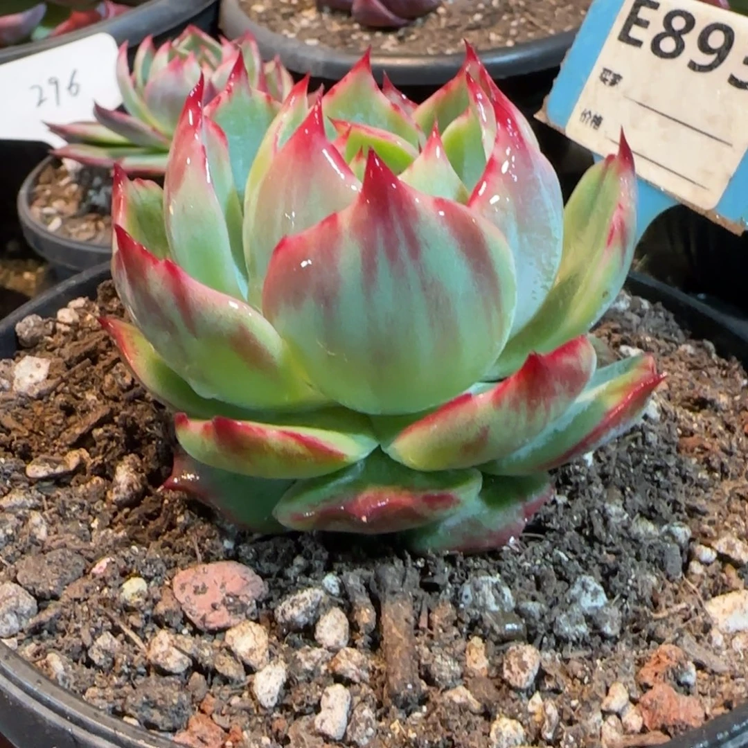 深拉丝惊鸿一物一拍包装收缩花893