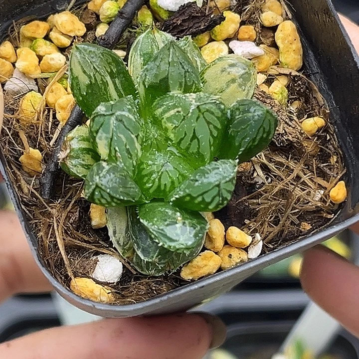 104大叶楼兰玉露锦