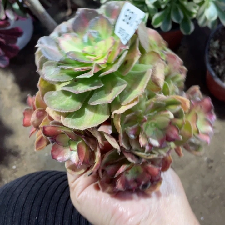 185龙鳞无根多肉123446789