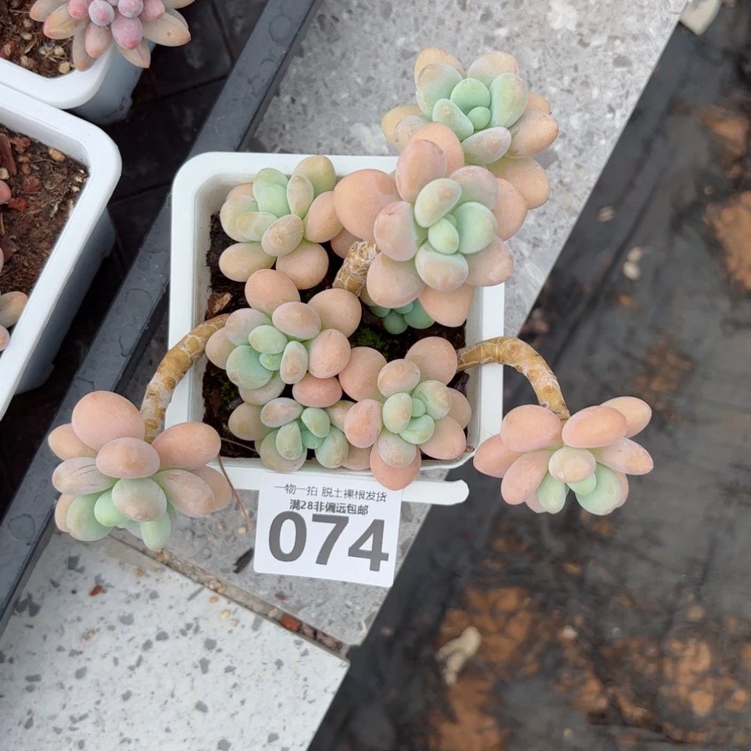 珍妮手指老桩多肉多肉多肉