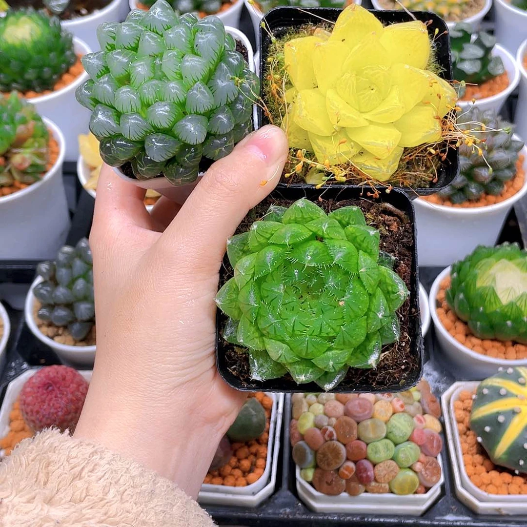 冰灯玉露，黄金，蝉翼