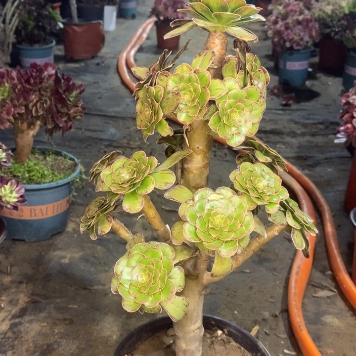 ｖ锦多肉植物。  59。