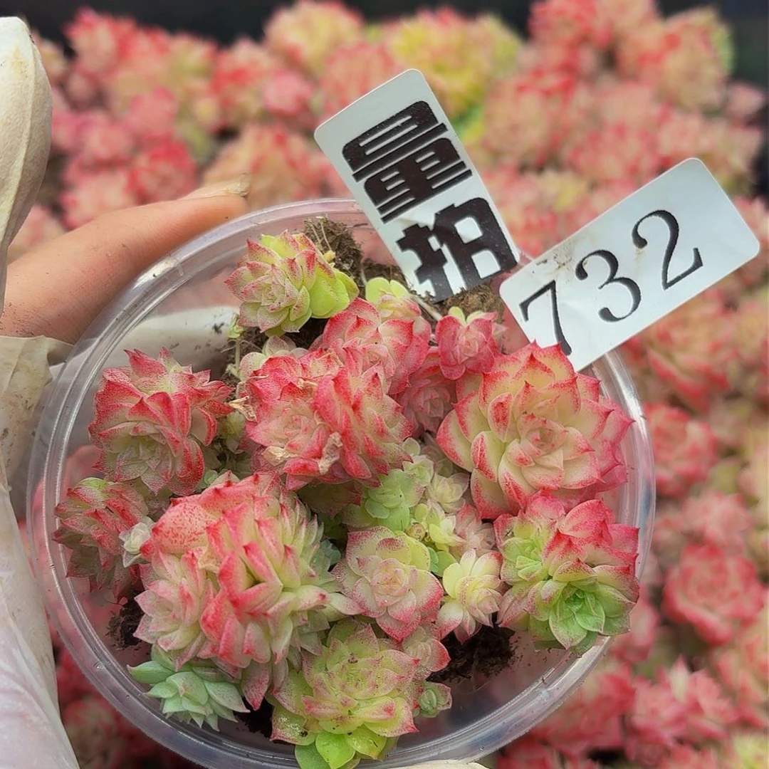 多肉植物多肉植物732量拍