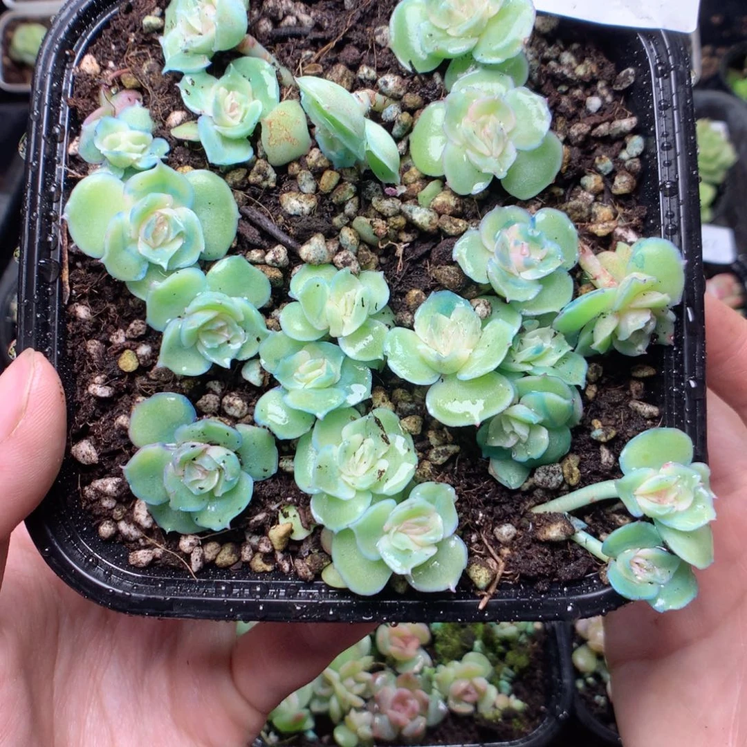 无花朵Q33虾饺uyyy