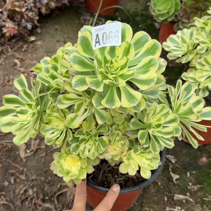 保时捷……多肉植物……
