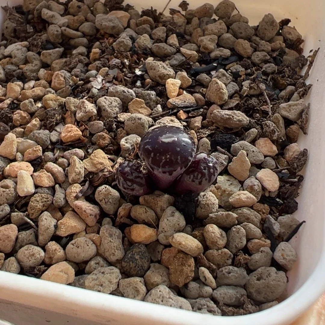 黑洞后代多肉植物