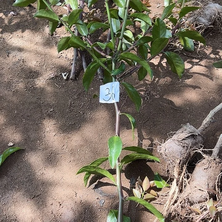 缘***@树型叶仙枝条一颗编号36