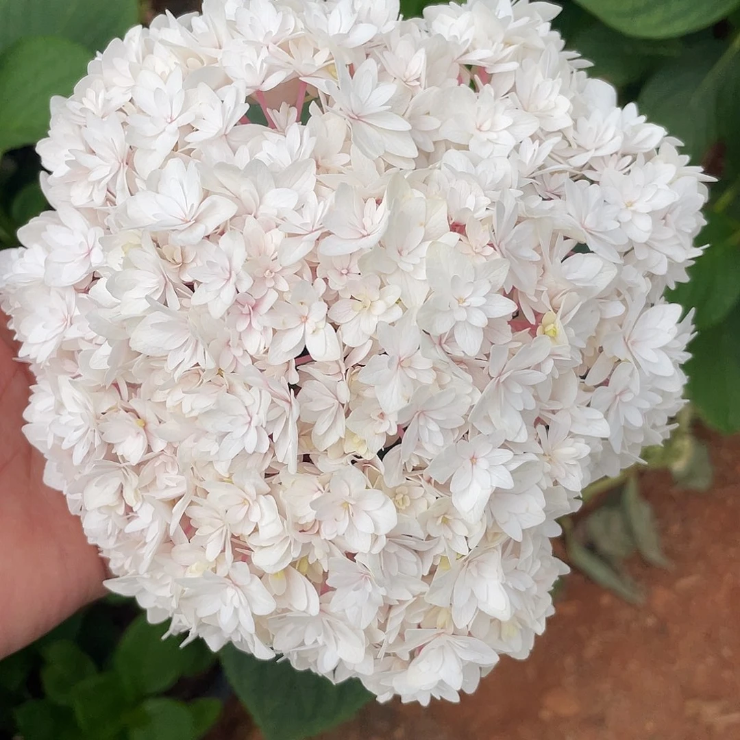 绣球切花一物一拍3枝包邮，54