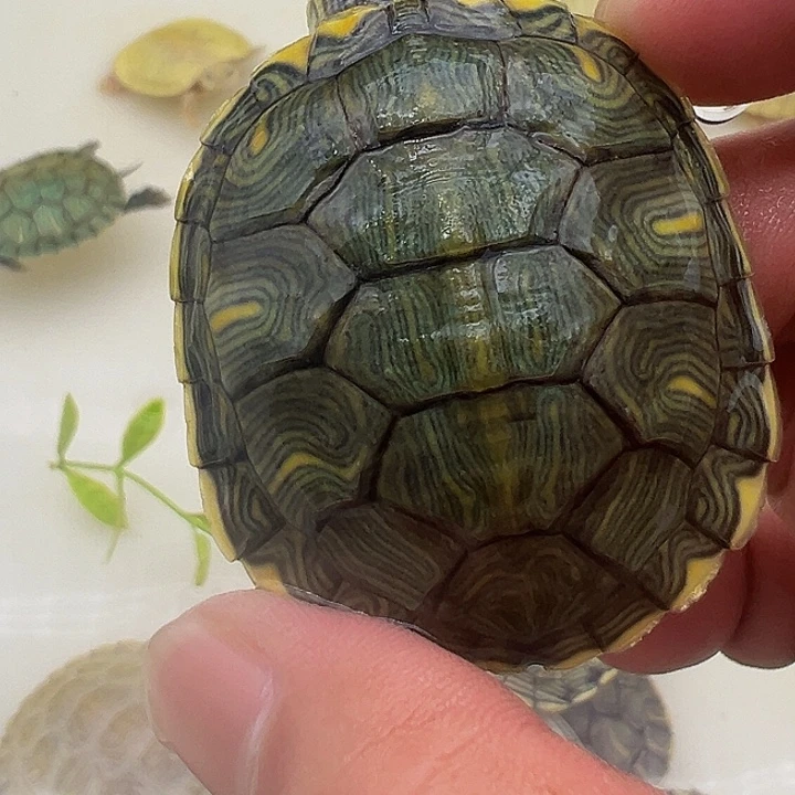 绿毛龟母巴西龟11111