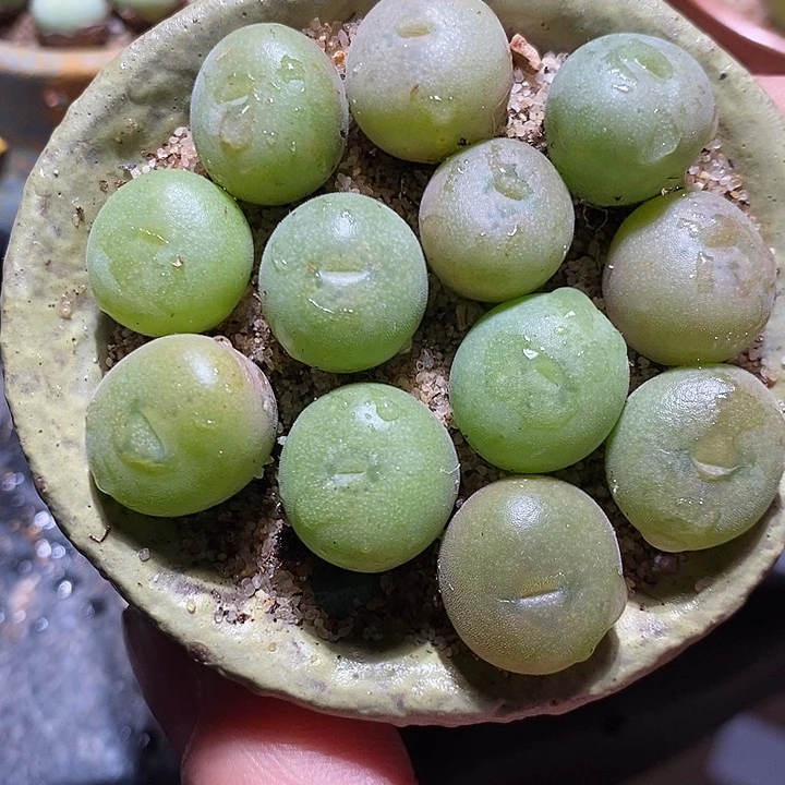 一颗单头孔卡佛。