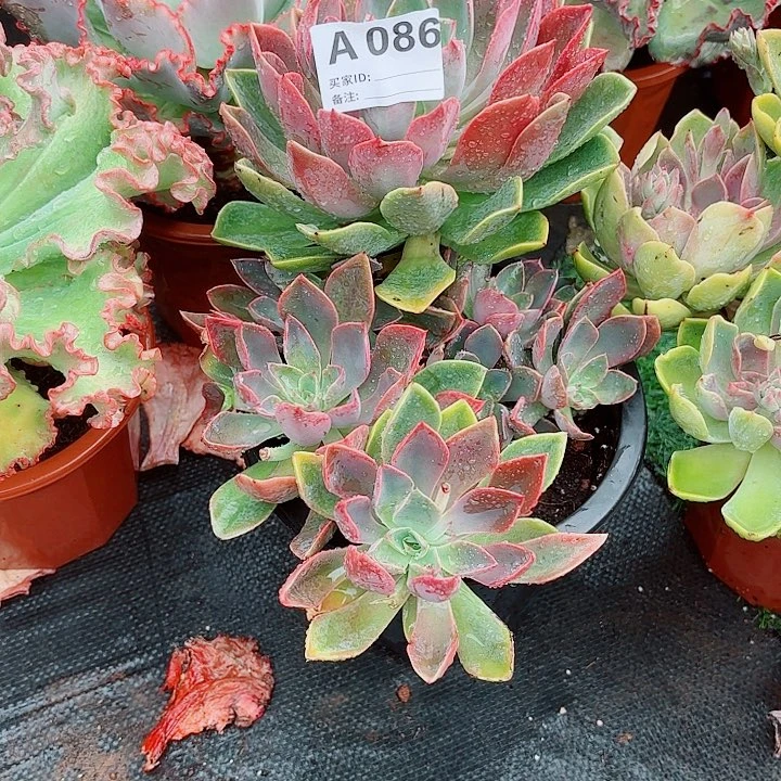 ꧁***꧂琼斯多肉植物86号