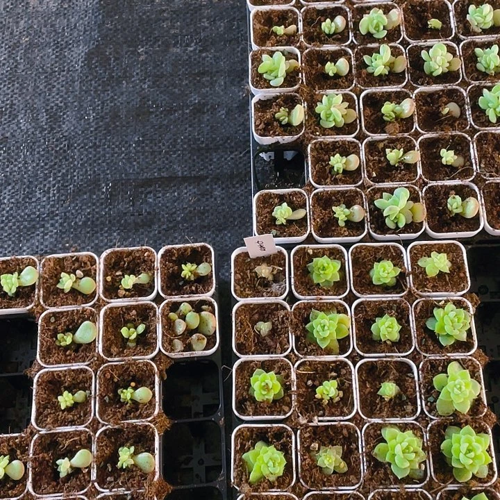 不****?25个桃坞穴一个满25包邮