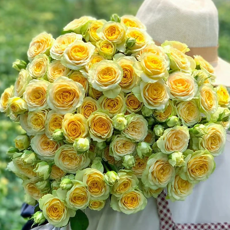 【牛油果】多头玫瑰【3单包邮顺丰空运/95%市区次日达】