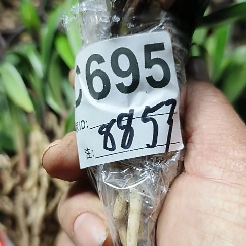 君***哥完全开放06950695000