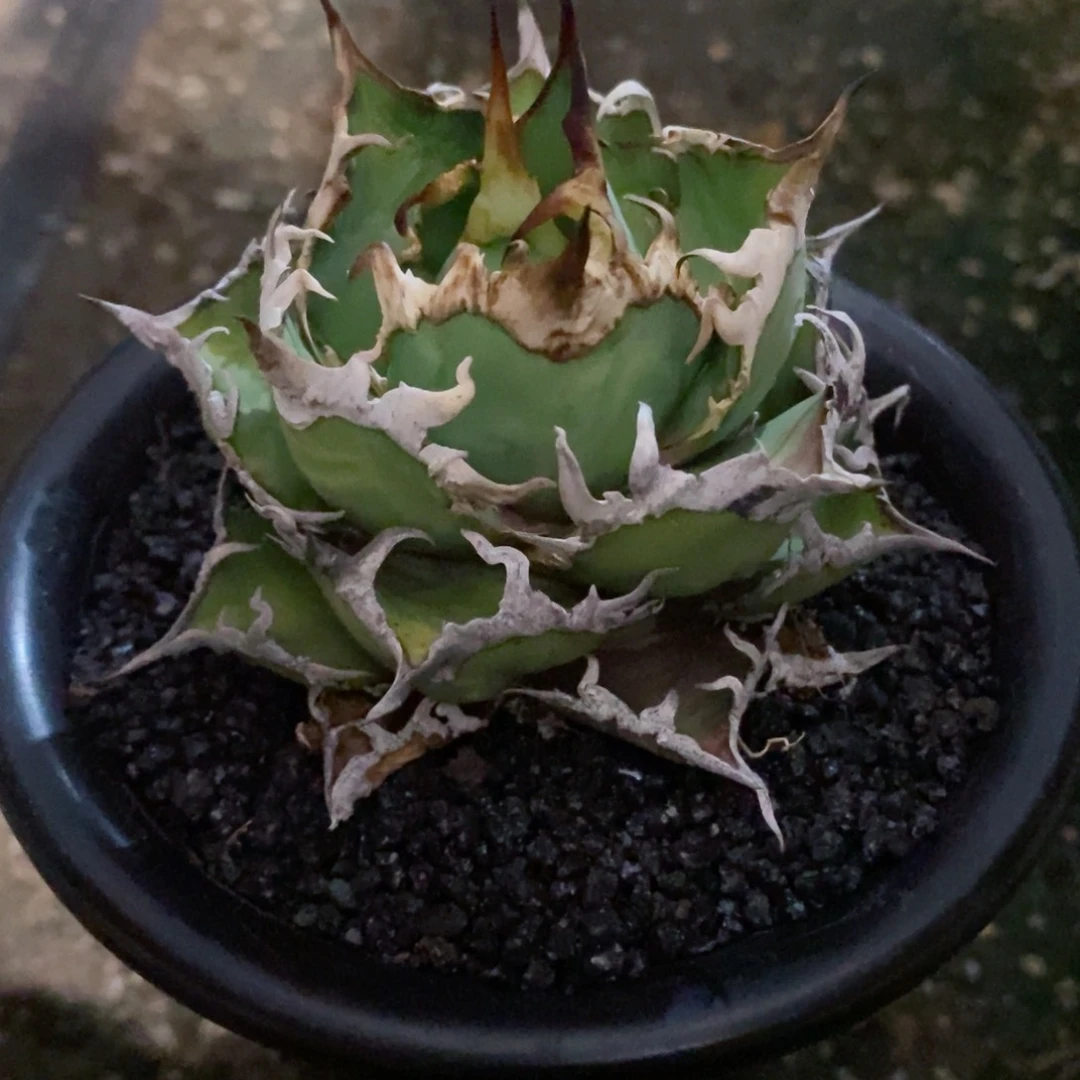 E****0凯撒。龙舌兰。1111