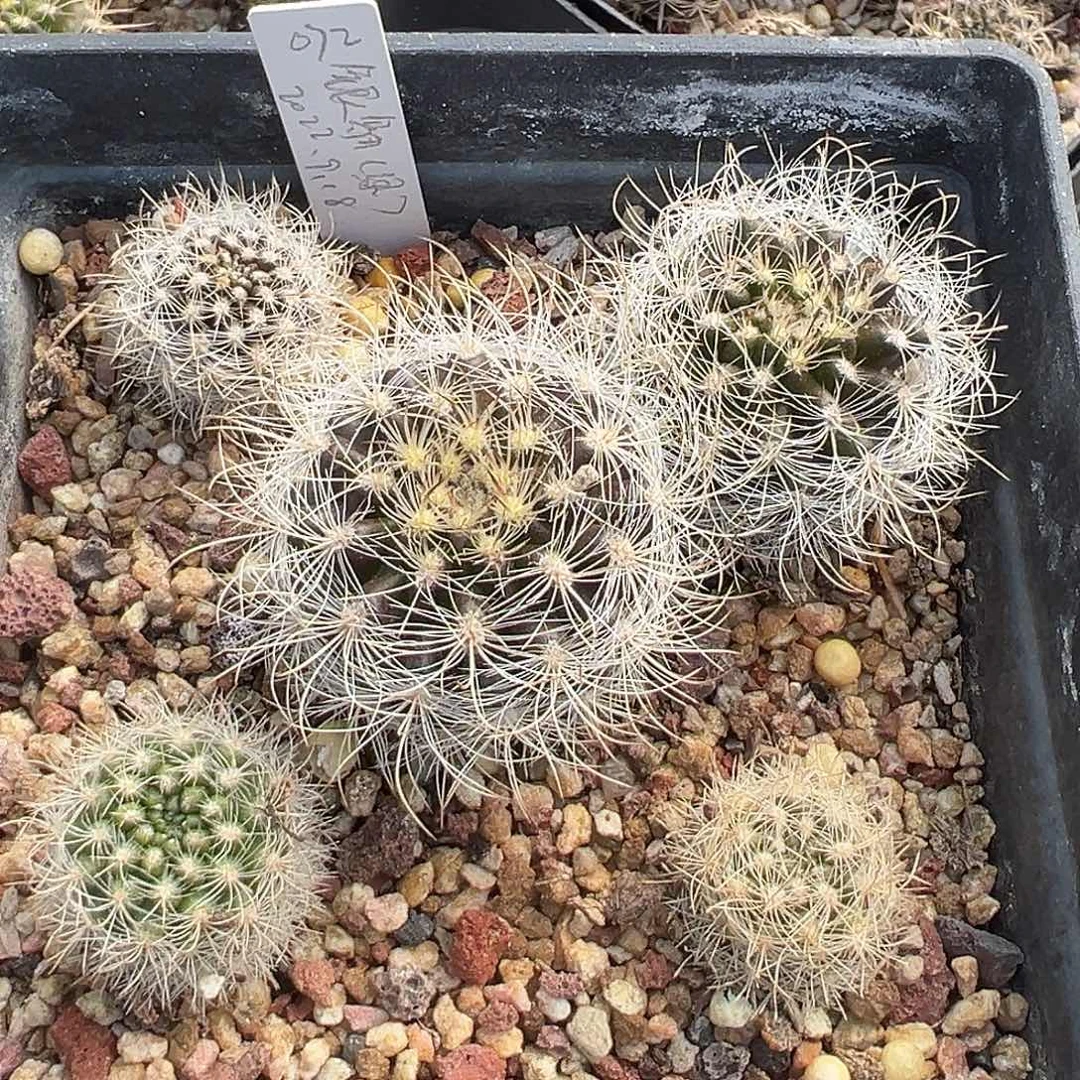 6124 一盆清货 满 39 包邮非偏远地区