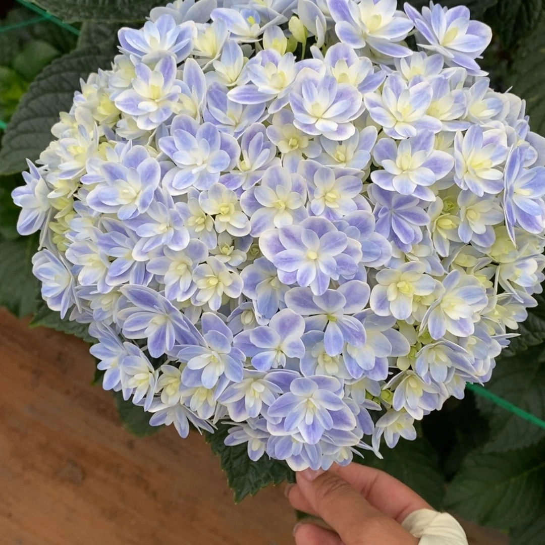 548号绣球/有色差介意勿拍（3单冷链包邮，偏远补运费发德邦）