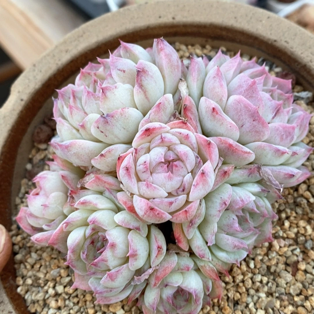 精品多肉一物一拍189