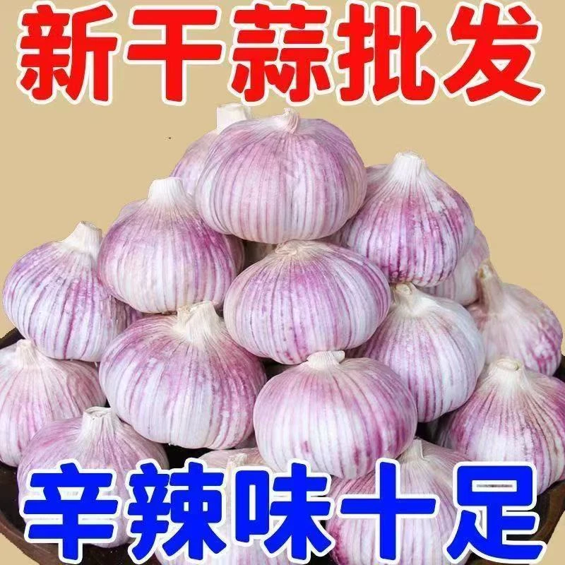 正宗紫皮独头大蒜新鲜现挖可腌制腊八蒜调味农产品
