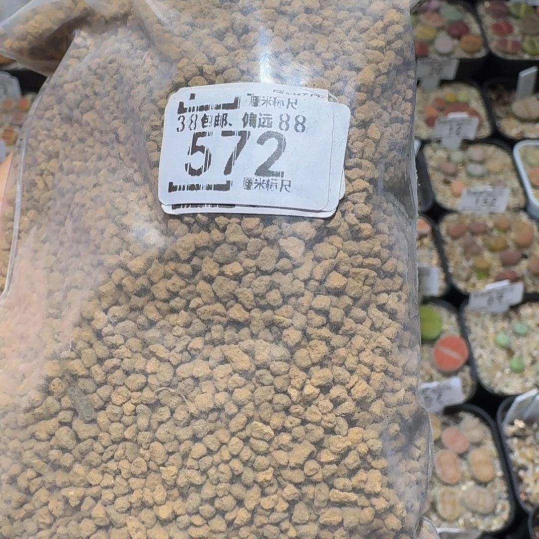 Sssss精品生石花572