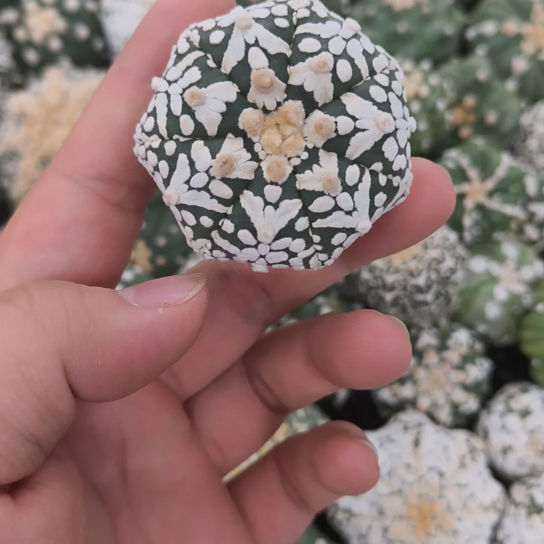 海星体大V兜兜兜兜