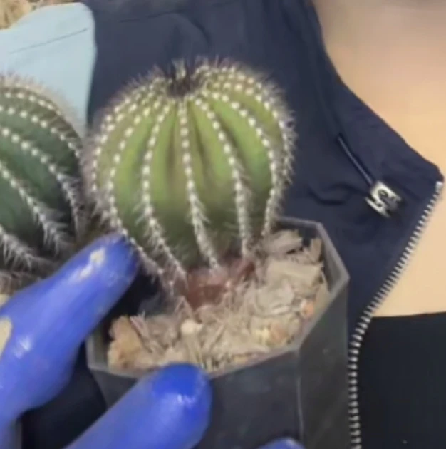 二妹园艺【 1颗  A货大尤伯球    实生根 】随机发货