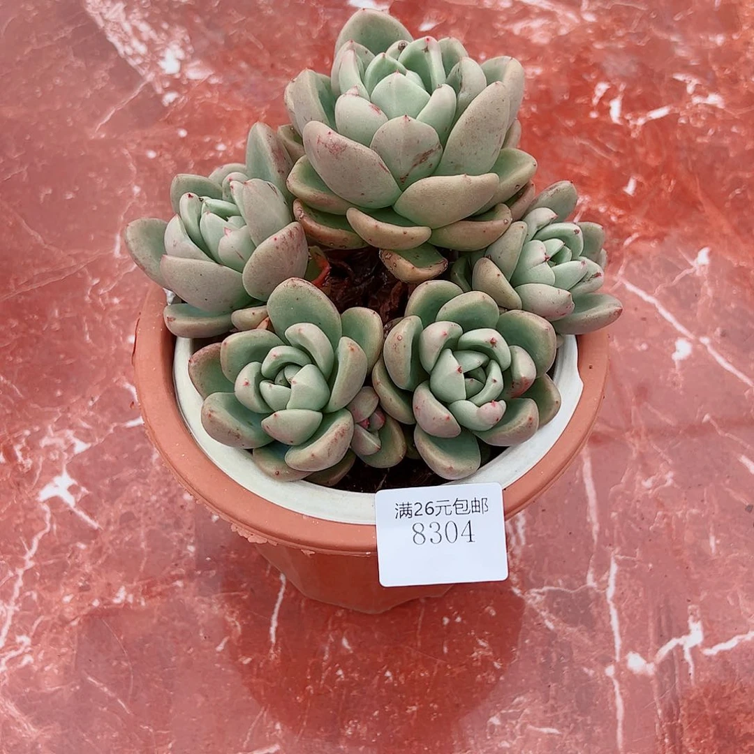 小***文8304奶油鄂梨多肉植物