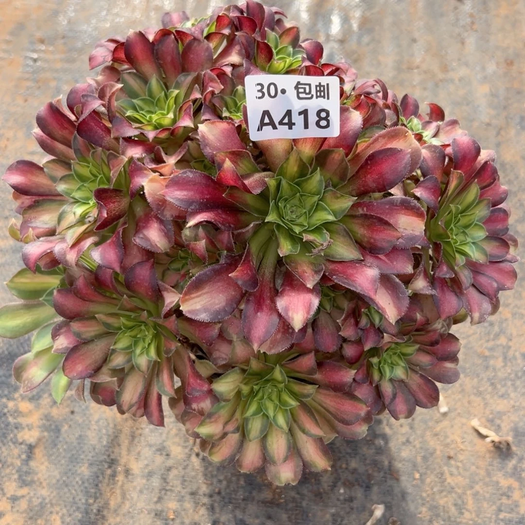 418韶华多肉法师断枝不包