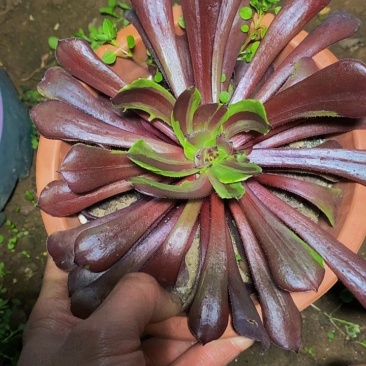 花萝莉多肉植物法师