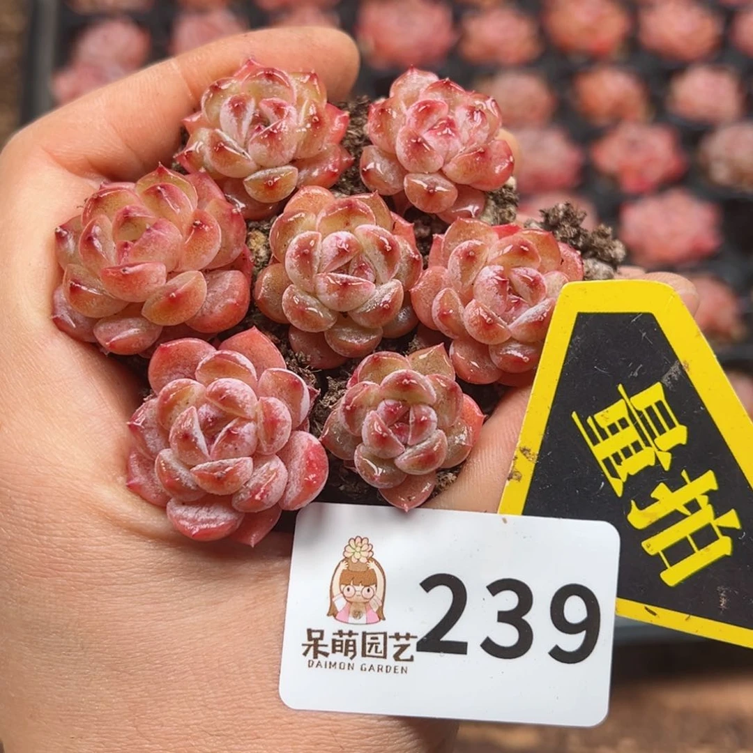 多肉植物多肉植物