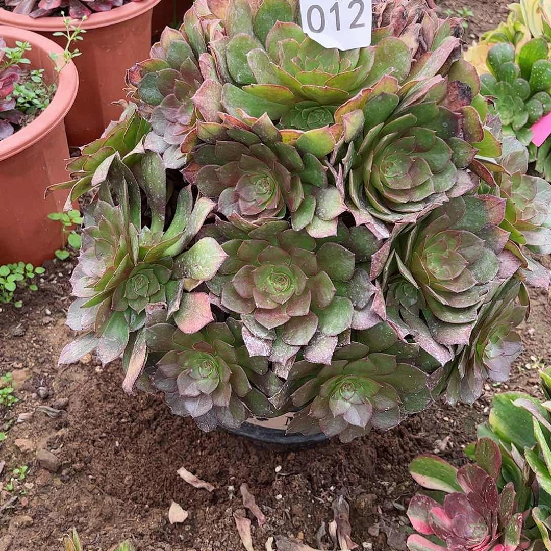 多肉植物桃花石012