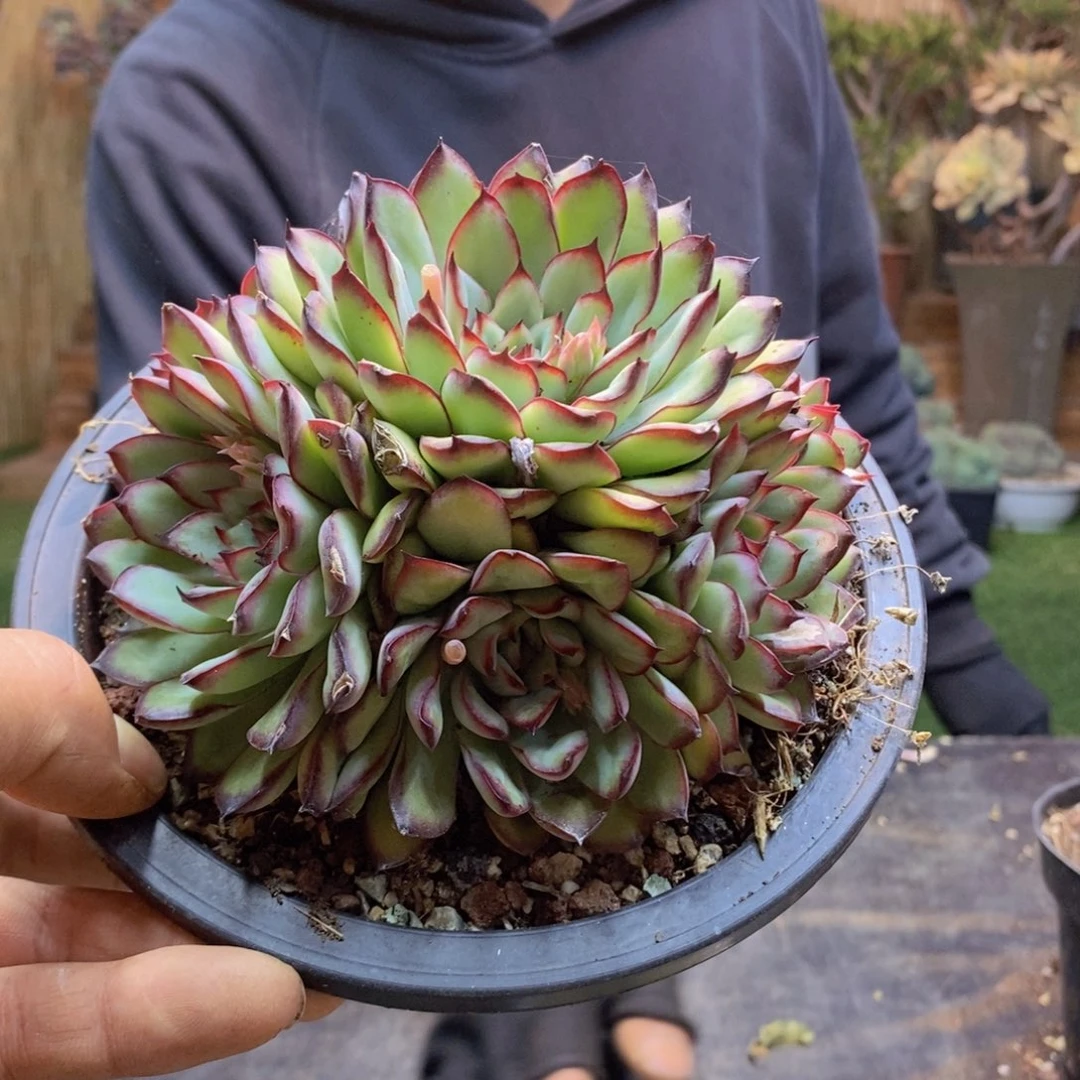 小*?C175号灵隐手捧