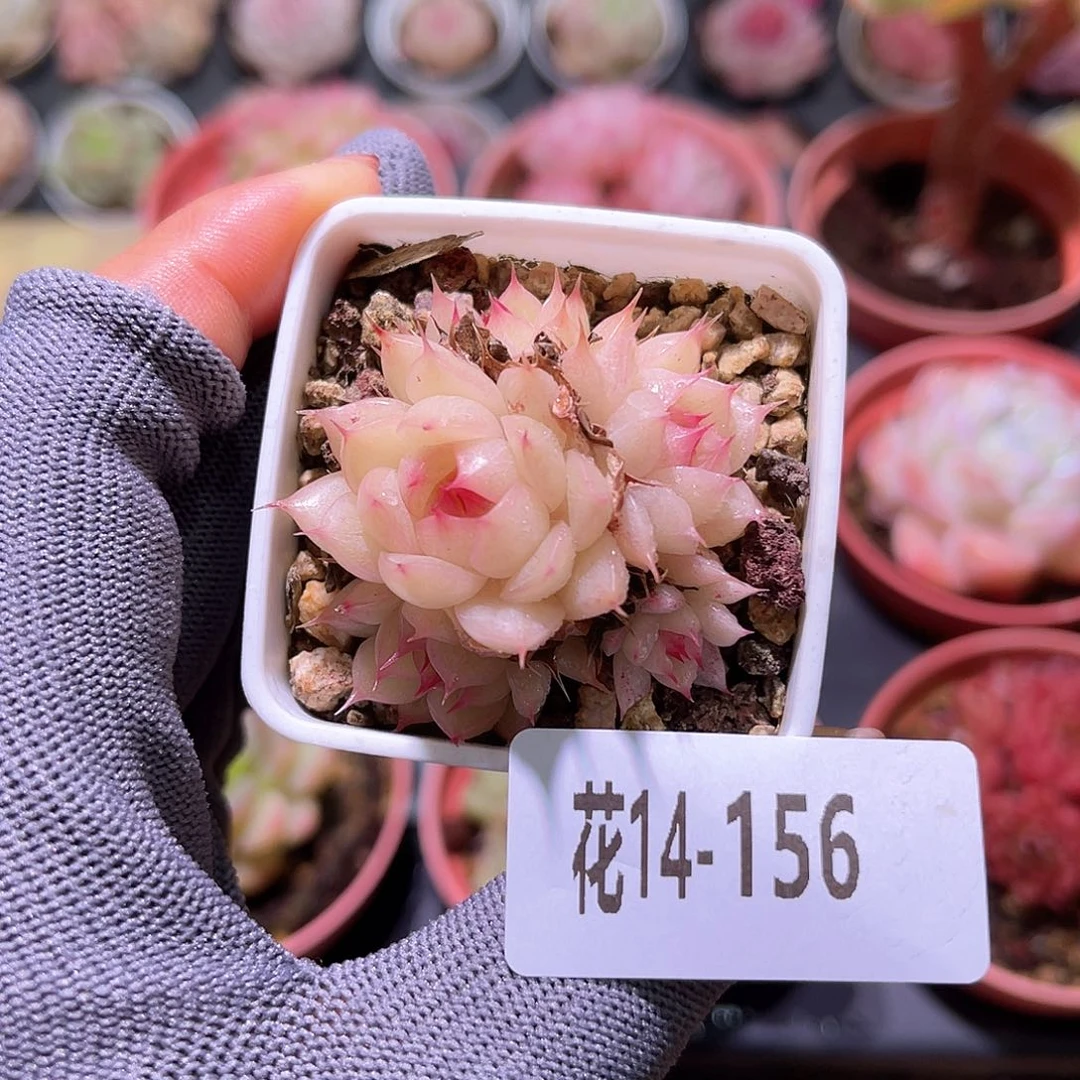 花14-156海王小群