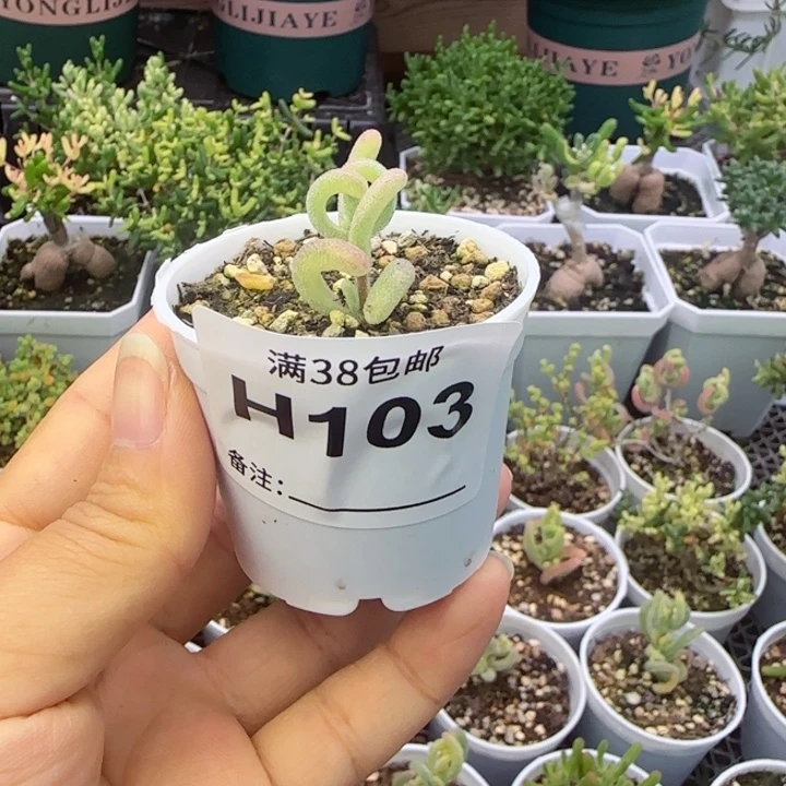 多肉植物枝干紫闪光