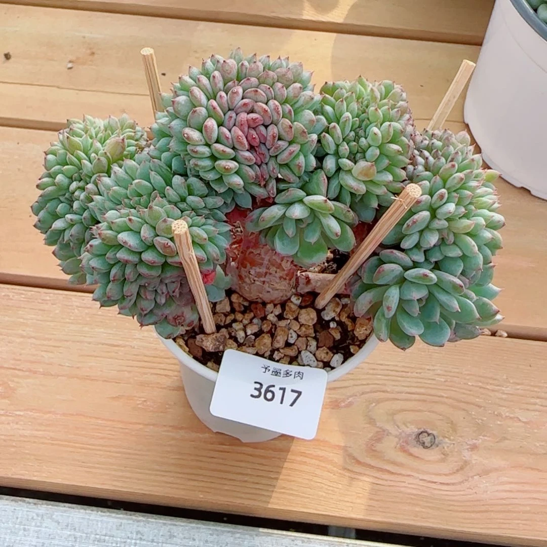 白胖子缀化，3617多肉