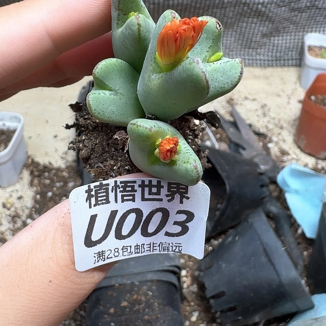 drWdrzdrstghbr多肉植物