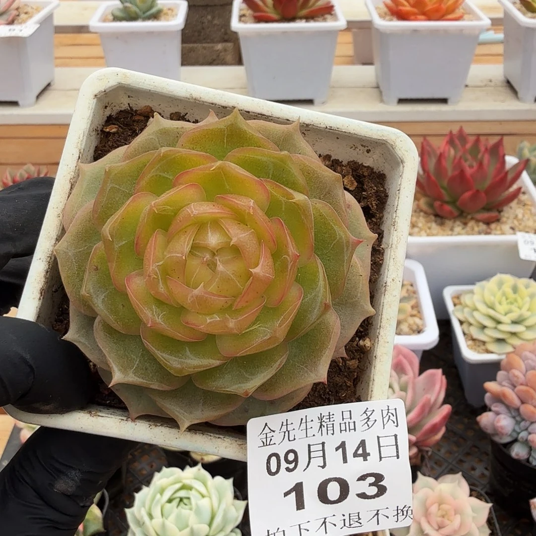 0914-103琉璃盏单头