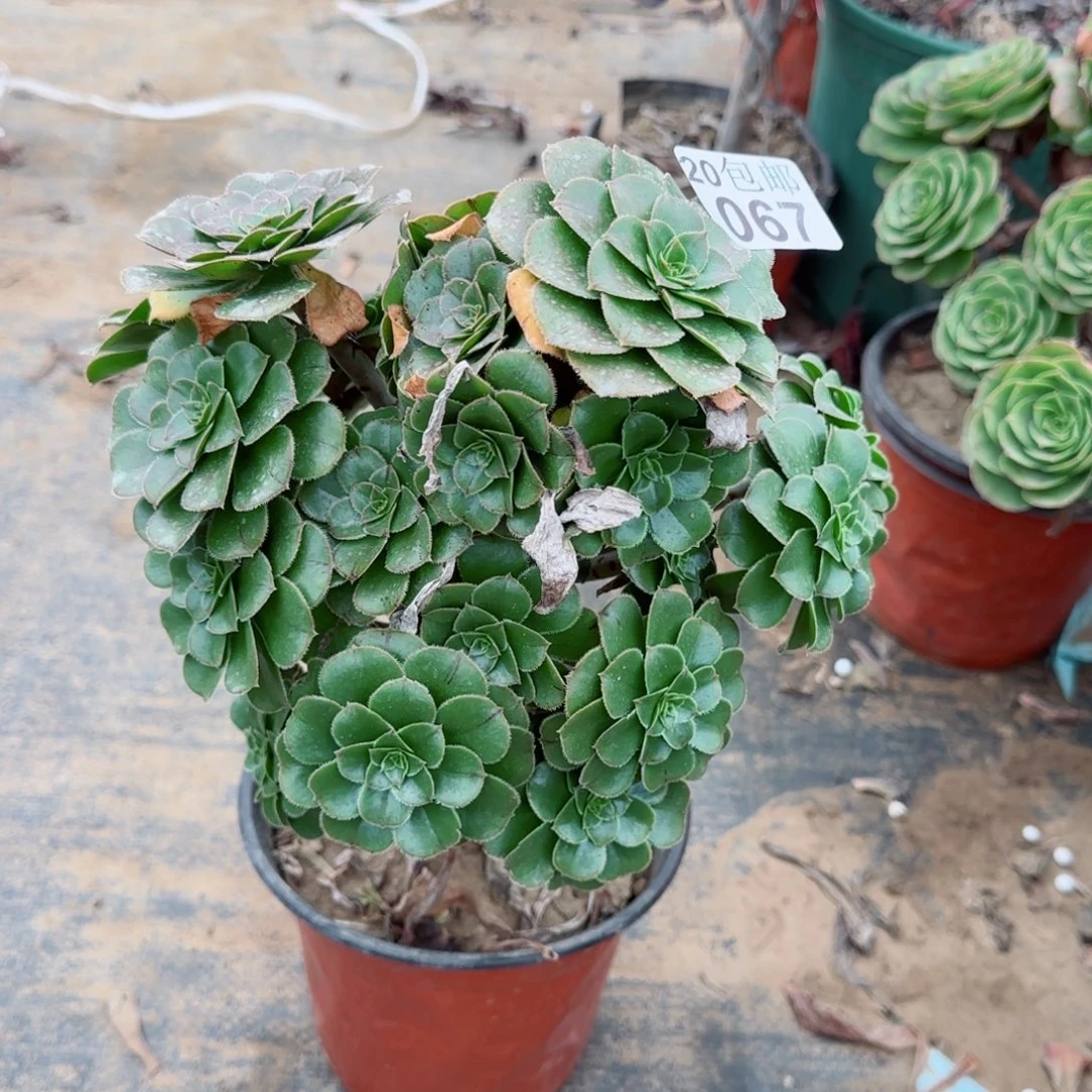 绿豆067满20包邮断枝不包