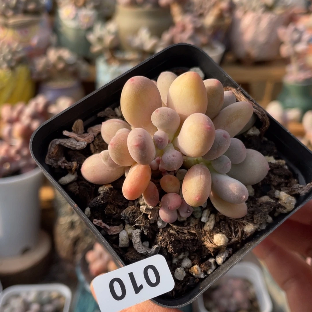 奶酪杂交多肉植物