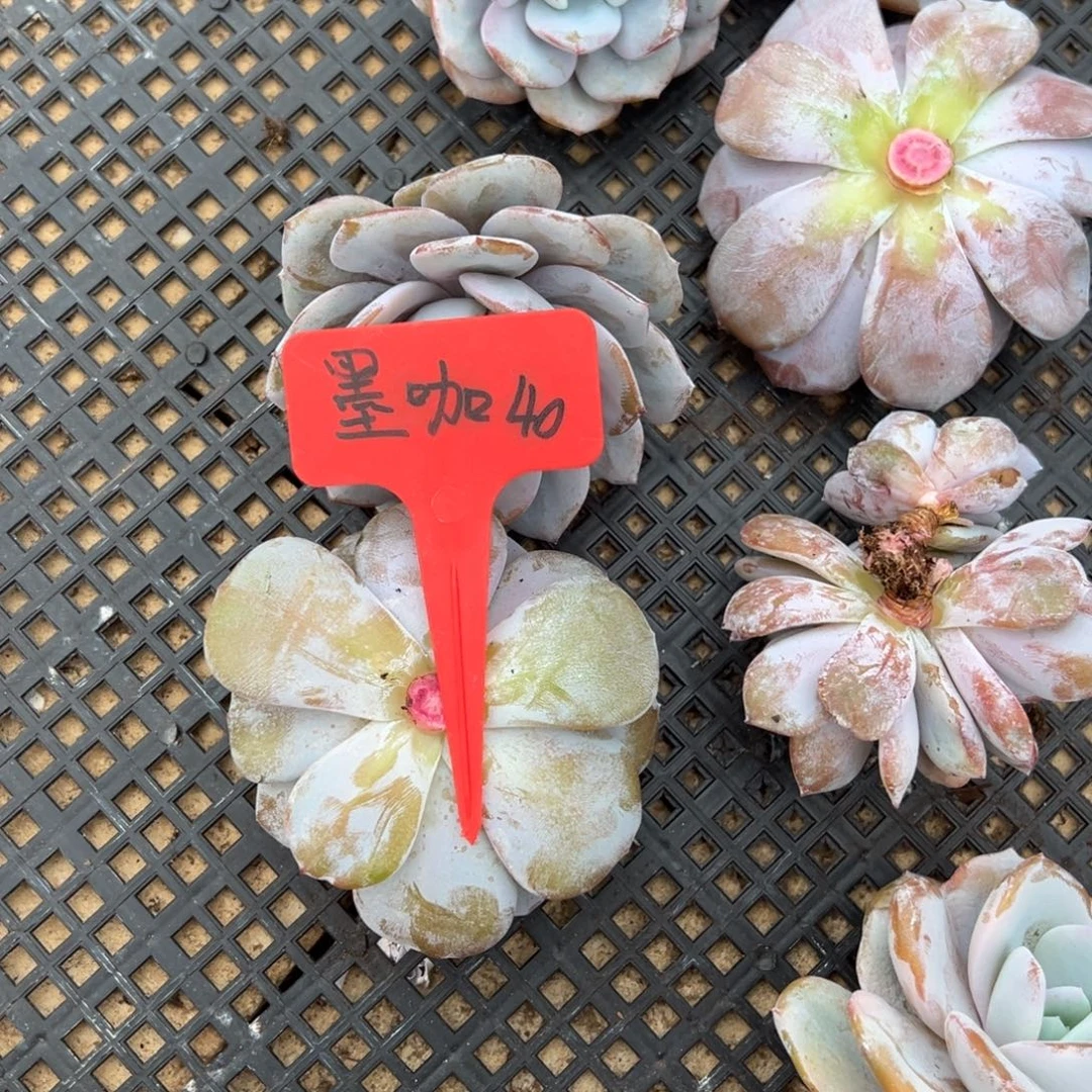 墨***咖墨咖40。